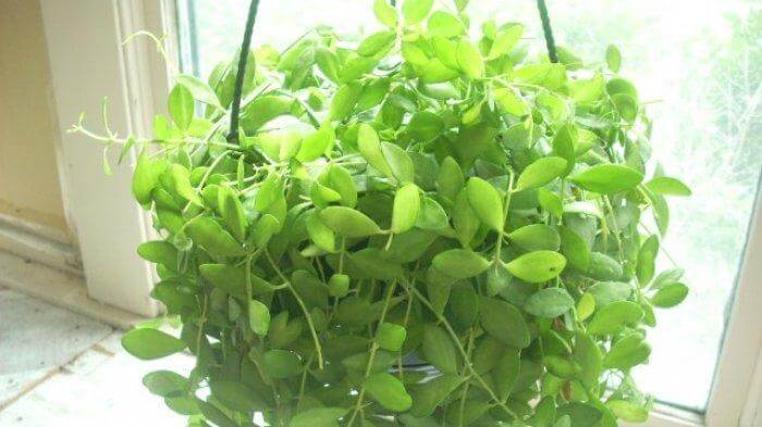 jenis tanaman hias gantung jenis tanaman hias gantung